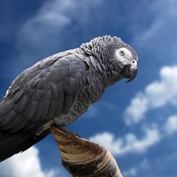 Grey Parrot