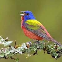 Colorful Bird