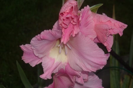 Pink Passion - flower, drops, dew, rain, pink, water