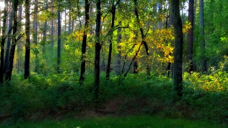 Forests - forests, nature, green, beautiful