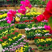 Gorgeous flower garden colorful