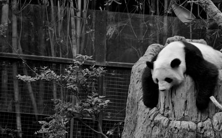 All Tuckered Out - bear, black, tired, white, panda, lazy, zoo, sleeping