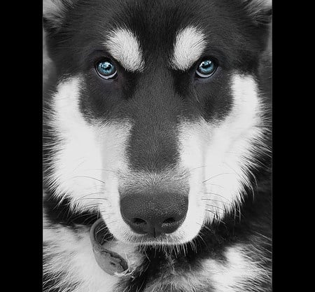 Blue eyes - handsome, husky, blue, hot, cute, eyes, sexy