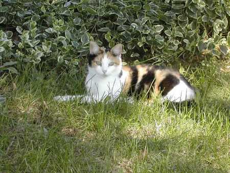 Little Lover - cats, yard, lover, summer