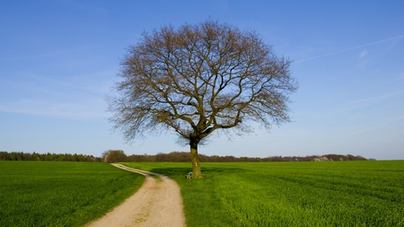 Tree - nature, tree, wood, beautiful