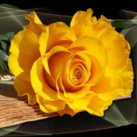 Yellow Rose