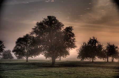 Autumn Fog - fields, nature, valley, trees, beautiful, foggy