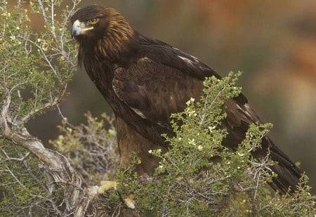 Bald Eagle - eagle, birds, beautiful, perched, tree, animals