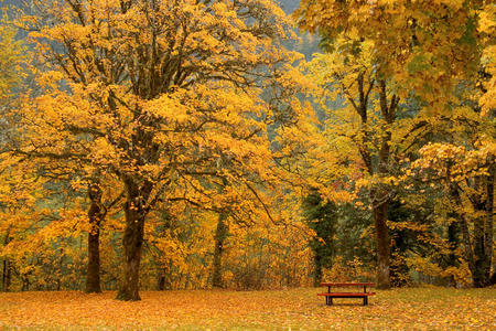 Fall Colors - trees, beautiful, serene, colors, maple, fall, forests, nature, bench, park