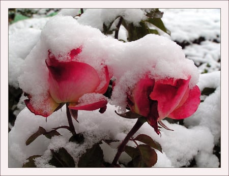 snow roses - beautiful, art photo, two pink gardenroses, snow