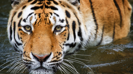 HD Bathing Tiger - cat, hi res, tiger, hd