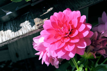 Flores - red, pink, flowers, leaf, flores, nature