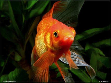 Friendly Goldfish - aquarium, goldfish, water, fish