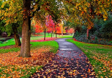 Autumn Colors - alley, autumn colors, splendor, grass, forest, pink, leaves, path, view, trees, beautiful, road, beauty, colors, lovely, tree, fall, colorful, nature, green, autumn, peaceful, park