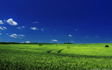 Summer Wheatlands - nature, field, blue sky, wheat