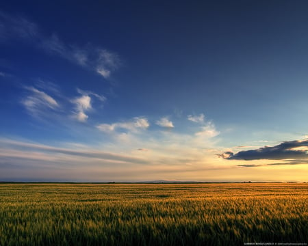 Summer Wheatlands 2 - field, wheat, nature, summer