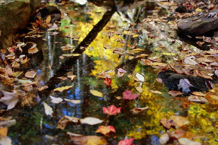 AUTUMN LEAVES - floating, autumn, stream, beauty, leaves