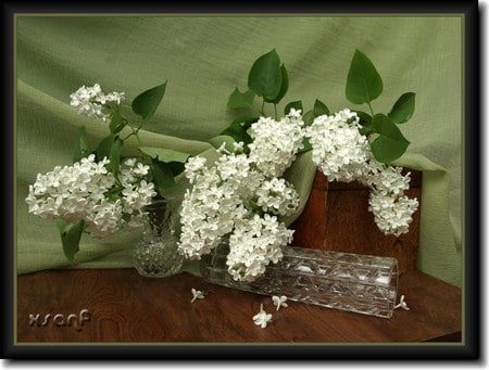 still life 1 - white flowers, box, art photo, pretty, table, still life, glass vase