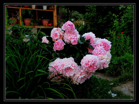 garden corner - nice, flowers pots, gareden, art photo, corner, peony, flowers