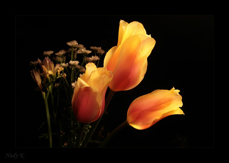 Yellow Roses - yellow roses, nature, beautiful, art photo, still life