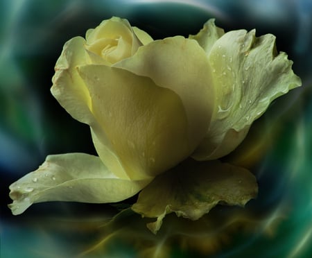 Beautiful Yellow - nature, yellow rose, art photo, beautiful