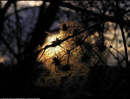 Mistical ball - nature, mistical, trees, nights, forests, fire