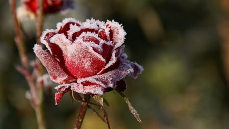 Frozen Rose - rose, ice, flower, red