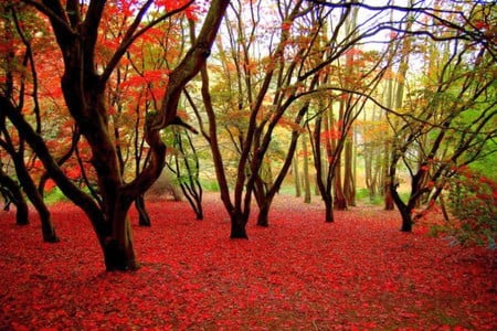 Red Carpet - beautiful, red, carpet, picture