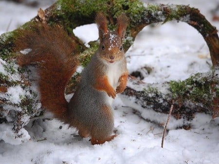 Squirrel In Snow - in snow, cool, squirrel, picture