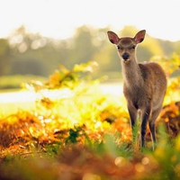 Little Deer