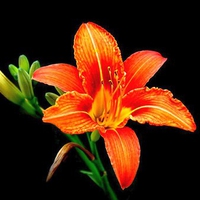 Orange Flower