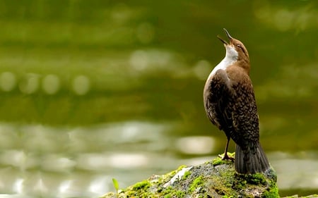 It's a Bird, It's a Plane! No, It's Juan's Eagle!!! - white, throated, cute, bird, dipper