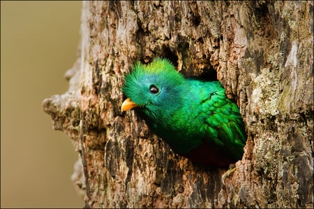 I Tought i Taw a Puddy Cat - nesting, beautiful, animals, tree, plumage, birds