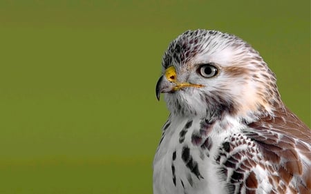 JERRY'S BUZZARD - buzzard, bird, raptor, beautiful