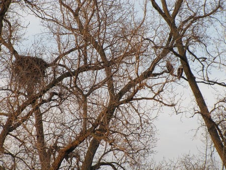 Eagles and Nest - photograph, nest, eagles, nature