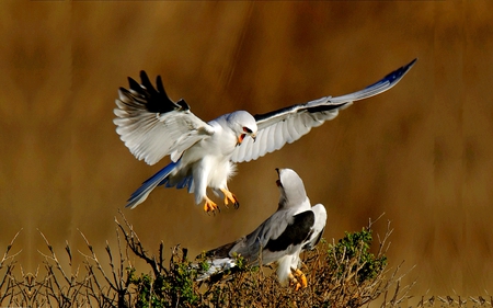 CAN WE BE FRIENDS? - white, tailed, kites, birds