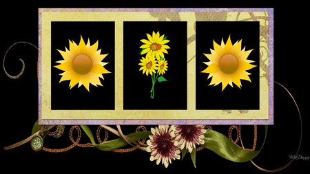 Suns Flowers - widescreen, flowers, fall, abstract, black, autumn, framed