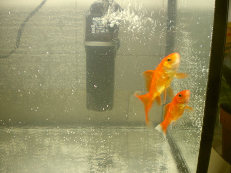 my gold fish - nice, gold, my, fish