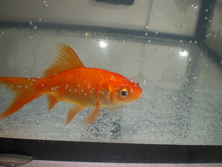 my gold fish - gold, fish, nice, my