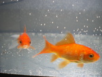 my gold fish