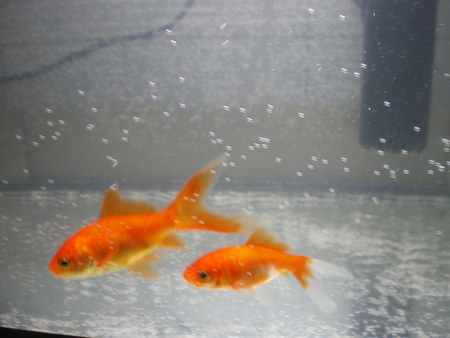 my gold fish - nice, gold, my, fish