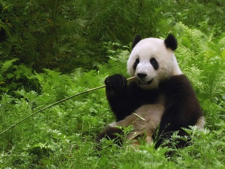 panda - panda, cute, fluffy, bear