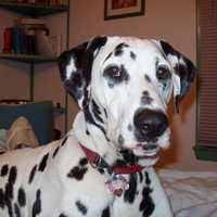 a dalmation mascot for fire trucks