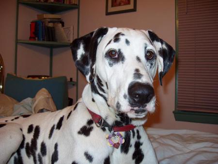 a dalmation mascot for fire trucks - animal, spotted, dalmation, dog