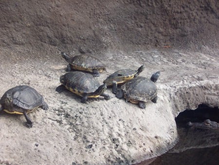 turtles