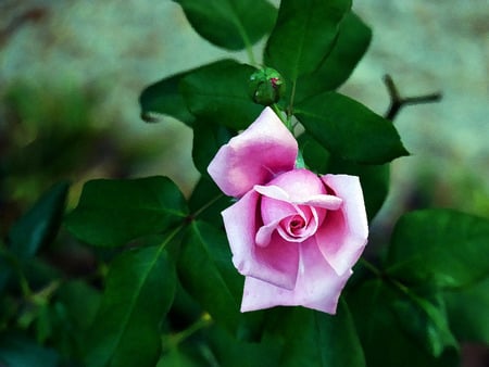 one rose - bloom, petals, beautiful, pink rose, bud