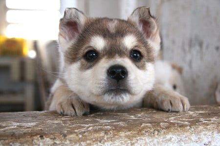 Husky - animals, dogs, cute, husky, puppy, cuteness, adorable