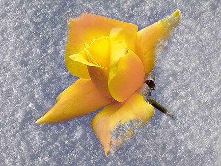 Yellow Rose - white, nature, yellow, yellow rose, snow, rose