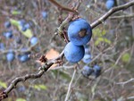 Blue Wild Fruits