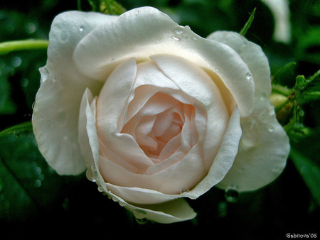 White Rose - white, nature, white rose, beautiful, rose, flower